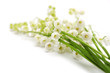 lily of the valley