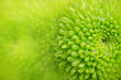 green chrysanthemum