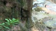 mountain stream