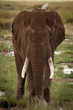 Elefant