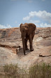 Elefant auf Fels
