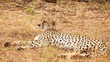 Gepard