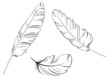Vetor: Feathers set Feathers set