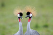 Two Grey Crowned-Cranes.
