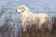 chien de Montagne des Pyrénées au bord de l'eau