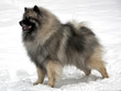 standing keeshond