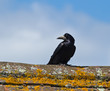Rook on Roof