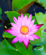 Beautiful blossom lotus flower in pond Beautiful blossom lotus flower in pond