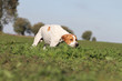 hunting dog sniffing