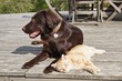 Best Friends Relaxing
