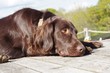Relaxed Flat-coated Retriever