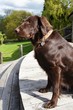 Flat-Coated Retriever