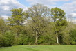 Oak Trees in Spring