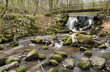 Wild creek in Swedish spring park