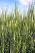 wheat field