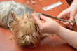 grooming