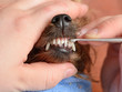grooming