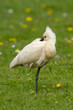 Löffler, Eurasian spoonbill, Platalea leucorodia
