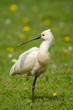 Löffler, Eurasian spoonbill, Platalea leucorodia