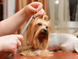 grooming