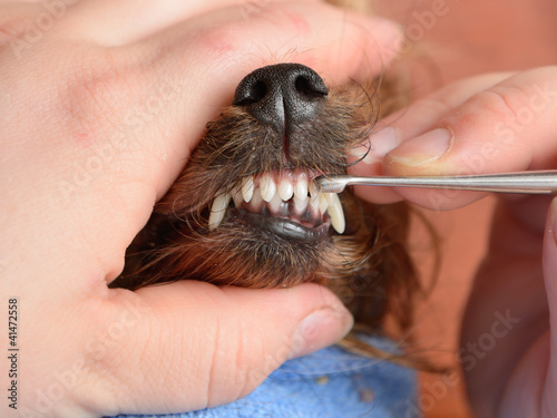 Photo: grooming grooming