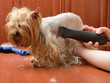 grooming