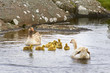 Geese And 4 Day Old Gooslings ...