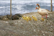 Geese And 4 Day Old Gooslings ...