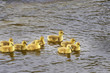 4 Day Old Gooslings Swimming I...