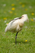 Löffler, Eurasian spoonbill, Platalea leucorodia