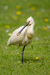 Löffler, Eurasian spoonbill, Platalea leucorodia
