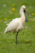 Löffler, Eurasian spoonbill, Platalea leucorodia