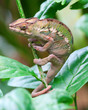 Green chameleon