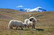 Herd of sheep