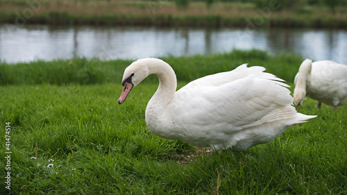 Photo: Swan looking for food in spring Swan looking for food in spring