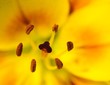 Photo: detail of lily flower detail of lily flower