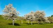 Photo: view of flowering cherry-trees view of flowering cherry-trees