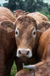 troupeau de vaches
