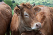 troupeau de vaches