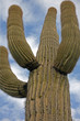 Saguaro-Kaktus bei Tucson Arizona USA
