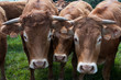 troupeau de vaches