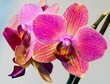 Photo: pink orchid pink orchid
