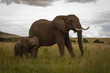 Elefant mit Jungtier