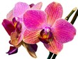 Photo: pink orchid isolated on the white background pink orchid isolated on the white background