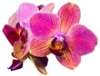 Photo: pink orchid isolated on the white background pink orchid isolated on the white background