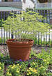 city garden