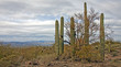Saguaro-Nationalpark bei Tucson Arizona USA