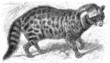 Malabar Large-spotted Civet (Viverra civettina)