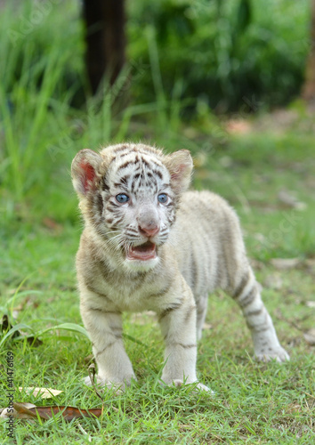 Foto: baby white bengal tiger baby white bengal tiger