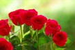 Red roses
